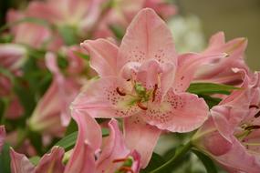 Flowers Pink Orchids Flower Orchid