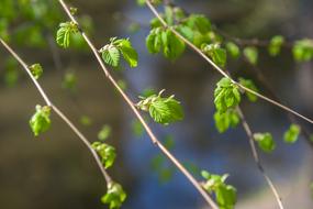 Branch Spring Leaves