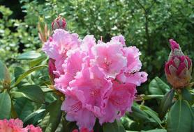 Flower Rhododendron Button