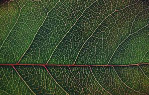 Leaf Pattern Desktop