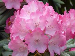 Rhododendron Blossom Bloom
