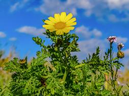yellow flower one-legged gorgeous