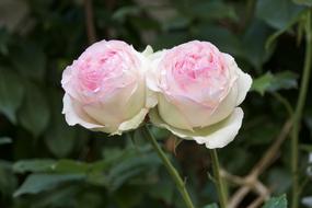 Flower Rosebush Plant