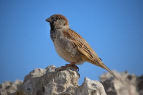 Sparrow Nature Wildlife