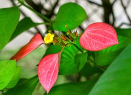 Mussaenda-Vermelha Red Flag Bush