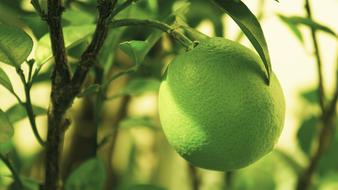 Orange Fruit Vitamin C