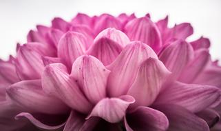 Chrysanthemum Autumn Flowers