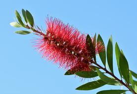 Lemon Bottlebrush Callistemon