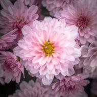 Chrysanthemum Autumn Flowers
