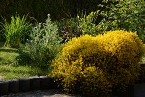 Bush Yellow Spring Flowering