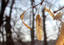 Tree Nature Leaf Dry