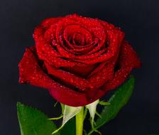 Rose Flower