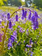 Bluebells Flower Nature