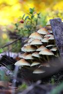 Mushroom Nature Autumn