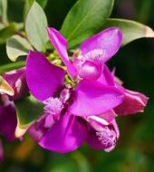 Exotic Blossoms Succulents Water