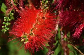 Flower Spring Summer