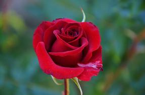 Rose Red Flower