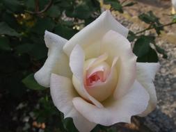 the white rose blossom is gorgeous