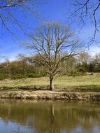 Nature Tree Landscape