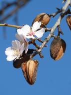 Almond Tree Flower Florir