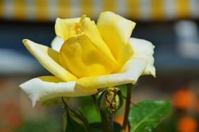 Yellow Rose Flower