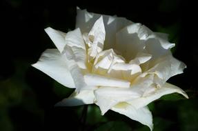 white flower open bud