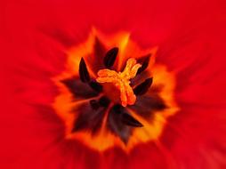 Flower Tulip Red