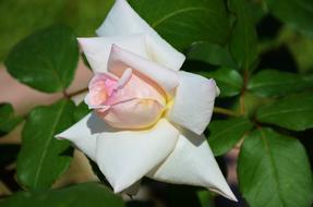 White Rose Flower