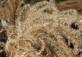 Nature Grass Closeup