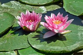 Water Lily Pink Flower