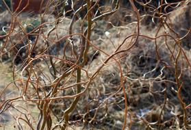 Tree Nature Dry