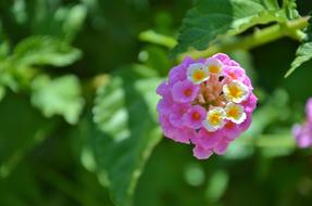 Flower Spring Summer