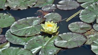 Leaf Water Lily Yellow