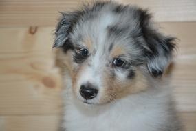 Dog Puppy macro
