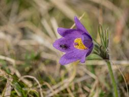 Pasque Flower Pulsatilla