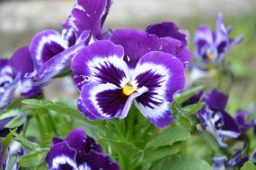 Flower Thought Thoughts Color