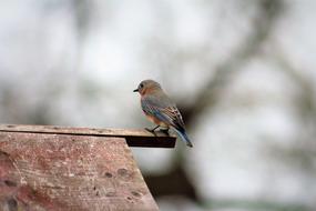 Nature Bird Female Eastern Blue