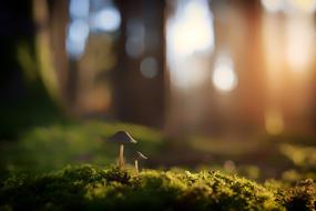 Blur Nature Grass