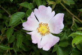 Plant Flower Blossom