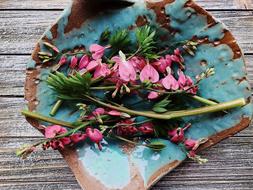 Bleeding Hearts Pink Flower