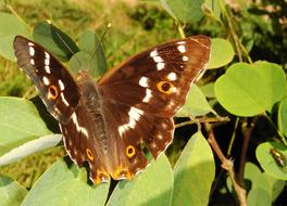 Butterfly Day Nature Insect At The