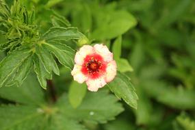 Cinquefoil Himalayan Flower Single
