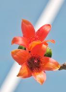 Flower Nature Summer