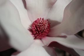 Flower Nature Delicate