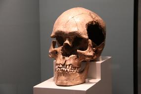 Skull People head bone