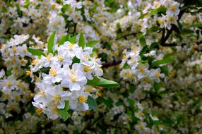 Flowers Plant Natural