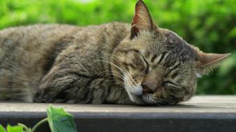 Sleeping gray cat