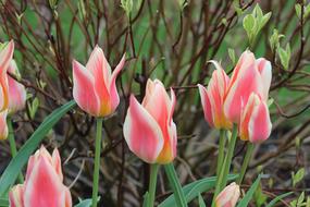 Tulip Flower Nature