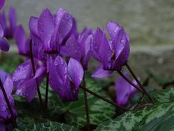 Cyclamen Flower Water