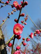 Branch Nature Tree